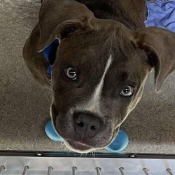 Pit Bull Terrier Dogs Available for Adoption - Tomi | PetCurious