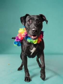 Jack Black -  Labrador Retriever and Mixed Breed Dog for Adoption in Atlanta, Georgia - Jack Black | PetCurious
