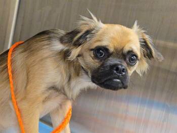 GRAHAM -  Pekingese and Chihuahua Dog for Adoption in Tustin, California - GRAHAM | PetCurious