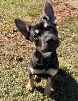 Shepherd and Australian Cattle Dog Blue Heeler Dogs Available for Adoption - Jolene | PetCurious