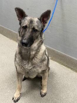 LOBO -  German Shepherd Dog and Mixed Breed Dog for Adoption in Las Vegas, Nevada - LOBO | PetCurious
