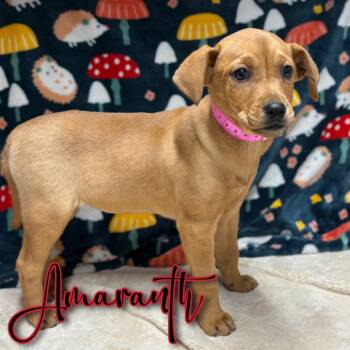 Rescue Beagle and Redbone Coonhound Dogs for Adoption in Hillsboro, Ohio - Amaranth | PetCurious