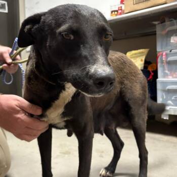 Border Collie Dogs Available for Adoption in Yuma, Arizona - Lola | PetCurious