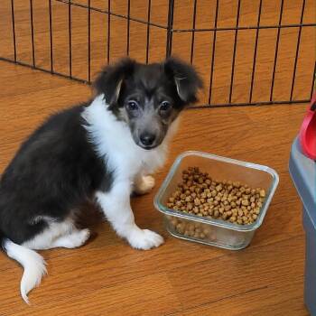 Juliet -  Jack Russell Terrier and Mixed Breed Dog for Adoption in Cleveland, Tennessee - Juliet | PetCurious