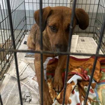 Rescue Mixed Breed Dogs for Adoption in Huntington, West Virginia - Davy Jones Stray Hold 10/16 | PetCurious
