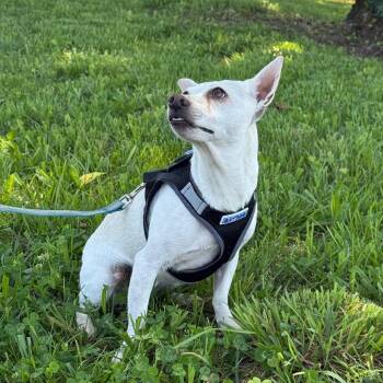 Amanda -  Chihuahua Dog for Adoption in Southside, Tennessee - Amanda | PetCurious