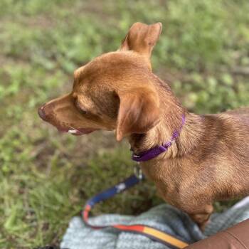 Tex -  Mixed Breed Dog for Adoption in Edwardsville, Illinois - Tex | PetCurious