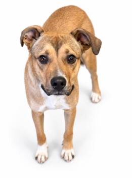 Carl -  Labrador Retriever and Shepherd Dog for Adoption in Bowling Green, Kentucky - Carl | PetCurious