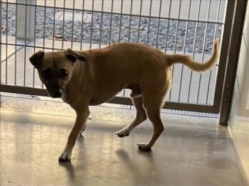 Chihuahua Dogs Available for Adoption - WRINKLES | PetCurious