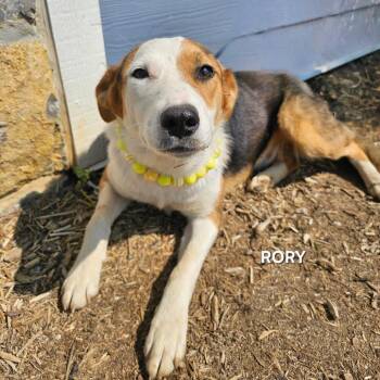 Rory -  Terrier and Mixed Breed Dog for Adoption in Madisonville, Tennessee - Rory | PetCurious