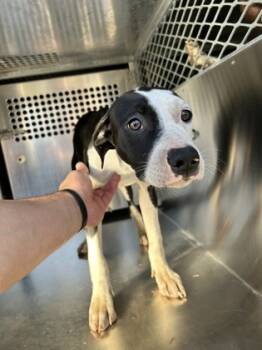 Rescue Pit Bull Terrier and Mixed Breed Dogs for Adoption in Fort Worth, Texas - 59834091 | PetCurious