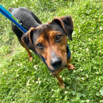 Trusty -  Mixed Breed Dog for Adoption in New York, New York - Trusty | PetCurious