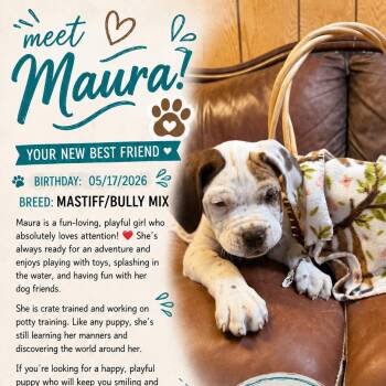 Maura -  Mastiff and Pit Bull Terrier Dog for Adoption in Idaho Falls, Idaho - Maura | PetCurious