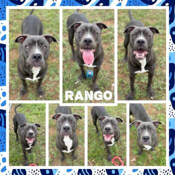Pit Bull Terrier Dogs Available for Adoption in Fort Smith, Arkansas - Rango | PetCurious