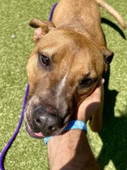 Spot -  Mixed Breed Dog for Adoption in Wichita, Kansas - Spot | PetCurious