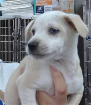 Pit Bull Terrier and Mixed Breed Dogs Available for Adoption - CERBERUS | PetCurious