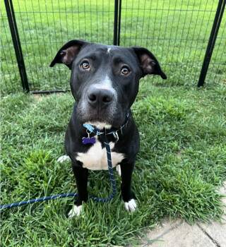 Dutton -  Labrador Retriever and Terrier Dog for Adoption - Dutton | PetCurious