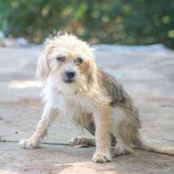 Ms. Frizzle -  Mixed Breed Dog for Adoption in Groveland, Massachusetts - Ms. Frizzle | PetCurious