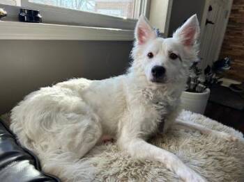 Chihuahua and French Bulldog Dogs Available for Adoption in Fort Wayne, Indiana - Chase | PetCurious