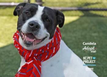 Candela -  Mixed Breed Dog for Adoption in Kansas City, Missouri - Candela | PetCurious
