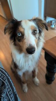 Ecco -  Australian Shepherd Dog for Adoption in New Baltimore, Michigan - Ecco | PetCurious