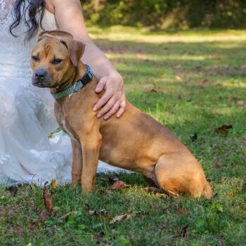 Mixed Breed Dogs Available for Adoption - River | PetCurious