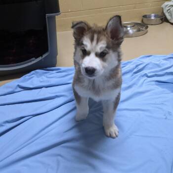 Enzo -  Husky Dog for Adoption in Incline Village, Nevada - Enzo | PetCurious