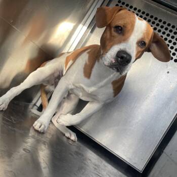 Shepherd and Beagle Dogs Available for Adoption - Kenny | PetCurious