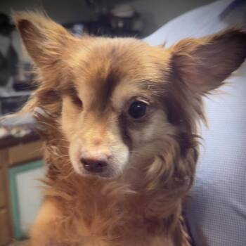 Chihuahua Dogs Available for Adoption in Rockville, Maryland - Deborah | PetCurious