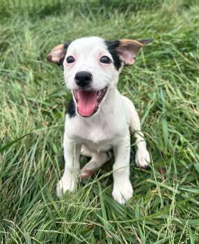 Macadamia -  Mixed Breed Dog for Adoption in Indianapolis, Indiana - Macadamia | PetCurious