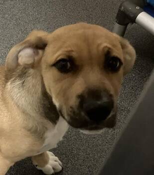 ODIE -  Mixed Breed Dog for Adoption in Dallas, Texas - ODIE | PetCurious