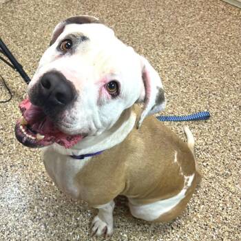 Pit Bull Terrier Dogs Available for Adoption - Polo | PetCurious