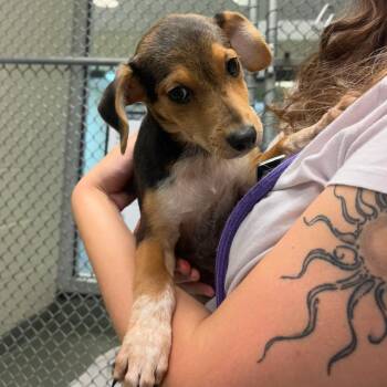 Matcha -  Hound and Mixed Breed Dog for Adoption in Charlottesville, Virginia - Matcha | PetCurious