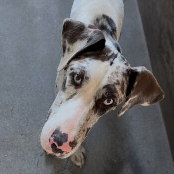 Rescue Great Dane Dogs for Adoption in Los Angeles, California - Jezebel A2242733 | PetCurious