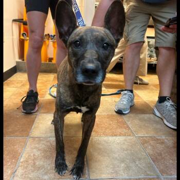 Mixed Breed Dogs Available for Adoption in Midland, Texas - FWT Eddie | PetCurious