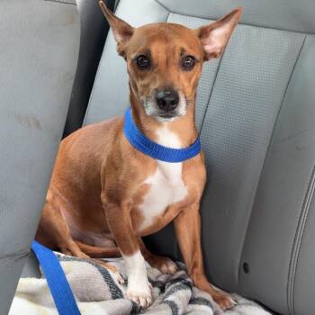 Chico -  Chihuahua and Mixed Breed Dog for Adoption in Galveston, Texas - Chico | PetCurious