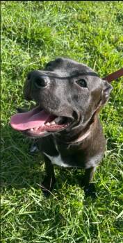 Rescue German Shepherd Dog and Pit Bull Terrier Dogs for Adoption in Houston, Texas - Nala FOSTER | PetCurious