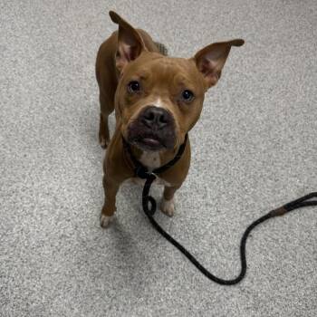 Haddock -  American Staffordshire Terrier Dog for Adoption in Grand Rapids, Michigan - Haddock | PetCurious