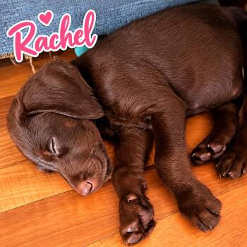 Rachel -  Doberman Pinscher and Labradoodle Dog for Adoption in Elburn, Illinois - Rachel | PetCurious
