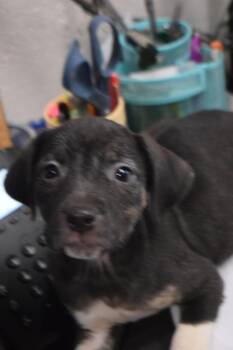 Labrador Retriever and Mixed Breed Dogs Available for Adoption in Pahrump, Nevada - Lexi (L576 P6) | PetCurious