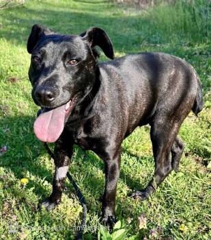 Roley Poley -  Terrier Dog for Adoption in Aurora, Illinois - Roley Poley | PetCurious