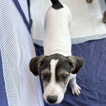Treeing Walker Coonhound and Pit Bull Terrier Dogs Available for Adoption in Pleasure Rdge, Kentucky - Creed | PetCurious