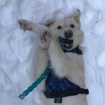 Yellow Labrador Retriever Dogs Available for Adoption - Marlene | PetCurious