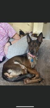 Brownie -  Belgian Shepherd Malinois and Australian Cattle Dog Blue Heeler Dog for Adoption in New Haven, Connecticut - Brownie | PetCurious