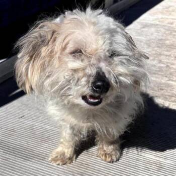 Scottish Terrier Dogs Available for Adoption in San Antonio, Texas - GATE | PetCurious