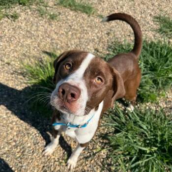 Marco -  Mixed Breed Dog for Adoption in Monticello, Iowa - Marco | PetCurious