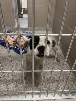 Terrier and Mixed Breed Dogs Available for Adoption - Lewis | PetCurious