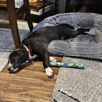 Artemis D69704 -  Pit Bull Terrier and Australian Shepherd Dog for Adoption in Minnetonka, Minnesota - Artemis D69704 | PetCurious