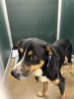ROLO -  Labrador Retriever and Border Collie Dog for Adoption in Killeen, Texas - ROLO | PetCurious