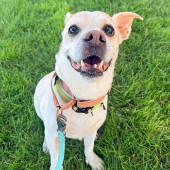 Floyd -  Mixed Breed Dog for Adoption in Murray, Utah - Floyd | PetCurious